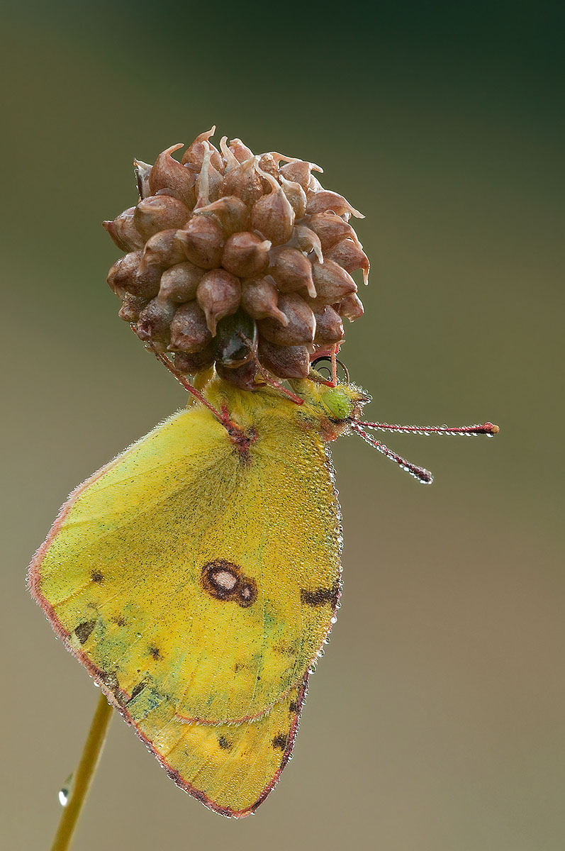 colias da determinare